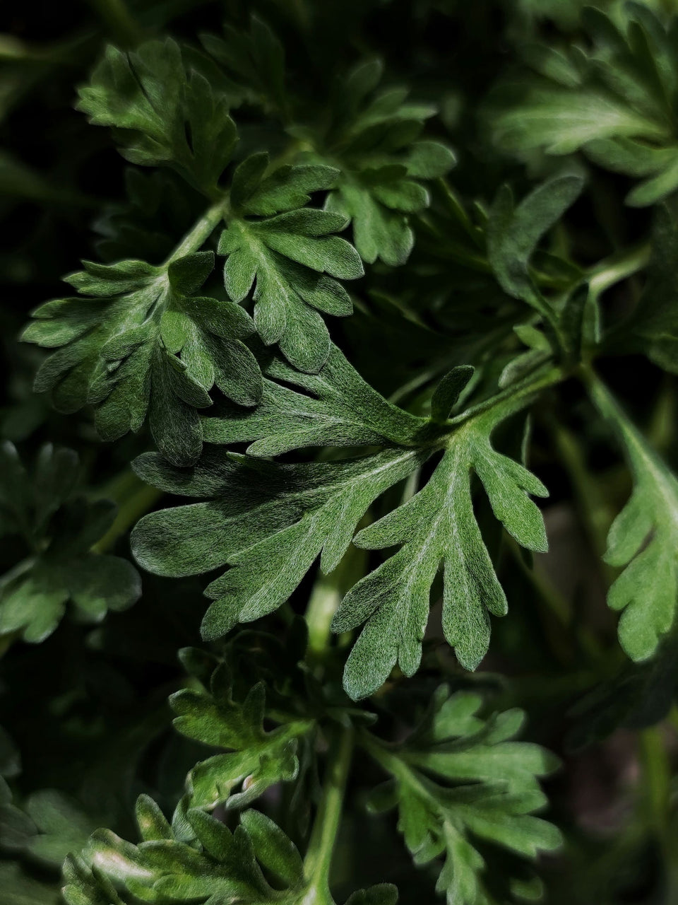 Erbe amaricanti — botaniche selezionate per TANTAN aperitivo analcolico